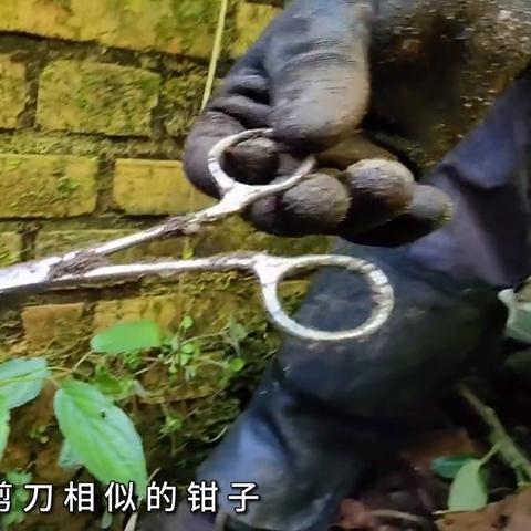 洞口云雾绿茶正确冲泡方法？