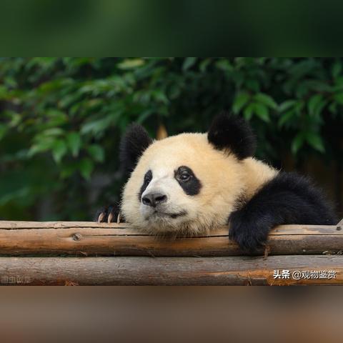 八字看人寿命长短吗_八字看人寿命长短吗(八字怎么看一个人的寿命长短)