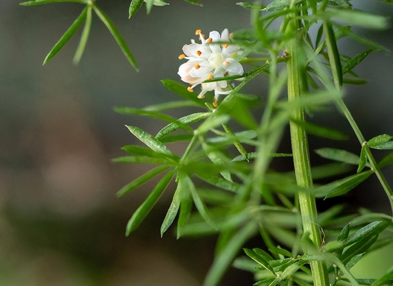 天门冬 家居盆栽,像万年青根茎似天门冬是什么植物?