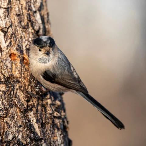 啄木鸟网站先锋资源的长尾关键词有哪些