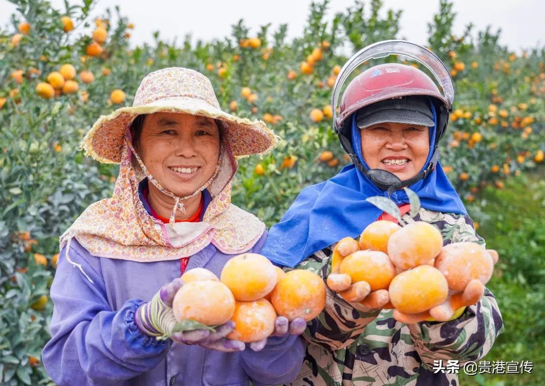 貴港柑橘種植手藝采購_吃什么生果能起到防曬的感化