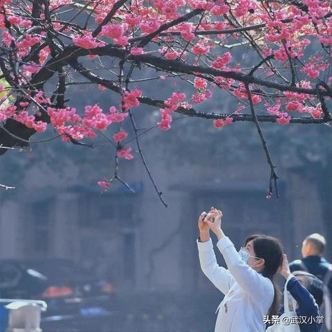 武汉市红花树是什么树