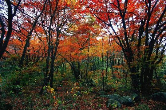 夷陵一冷门景区，为夏季避暑胜地，拥有罕见地质，知名度却小