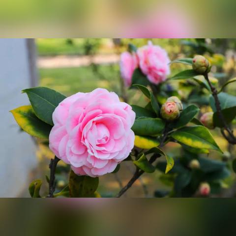 厦门市民卡要办多久