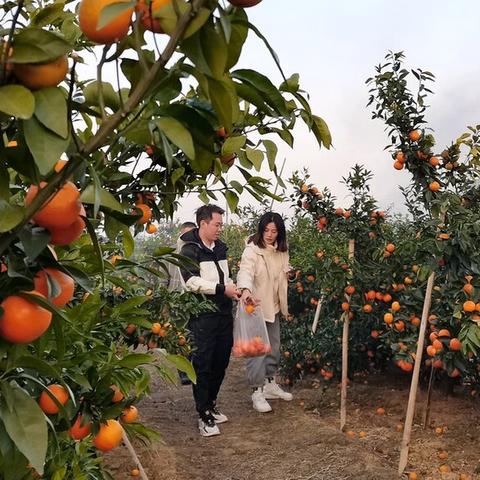 南宁小樱桃的相关长尾关键词有哪些