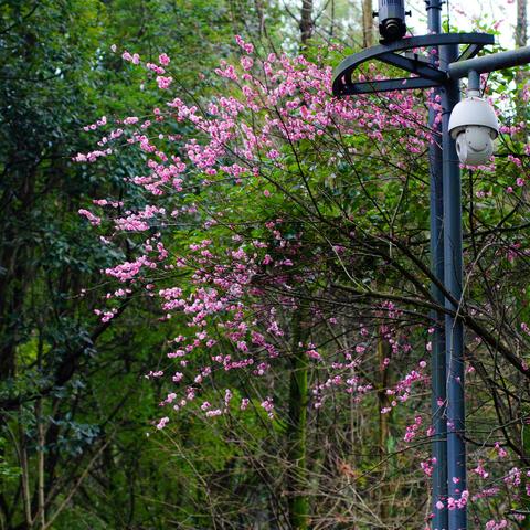 重庆哪个山上梅花多最多