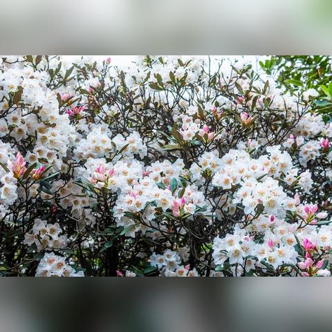 猴头杜鹃福建能不能种？