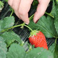 柱子烧烤石家庄市桥西区的长尾关键词有什么