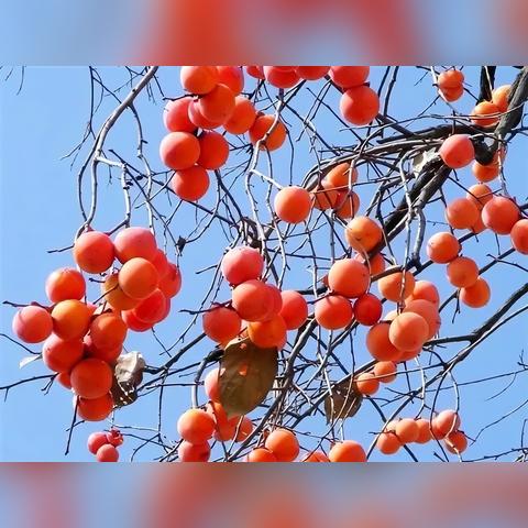 西安市种植什么树