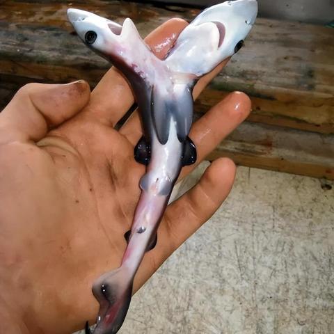 【可怕的双头狗,双头狗实验是真的吗】