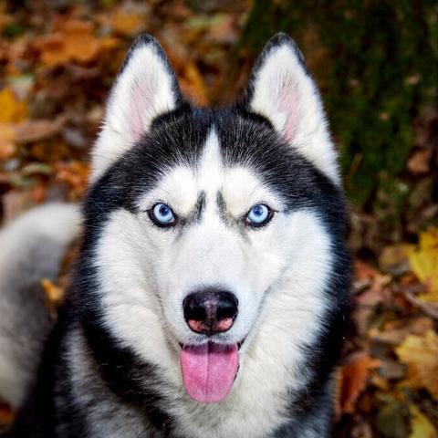 桂林宠物飞机托运相关长尾关键词有哪些