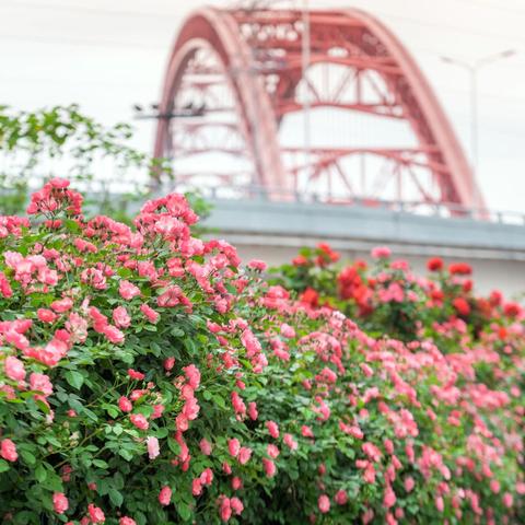 武汉限行2024从什么时候开始的？