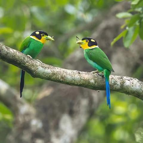 广州出小鸟相关长尾关键词有哪些
