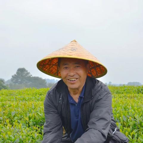 成都市茶叶基地在哪里