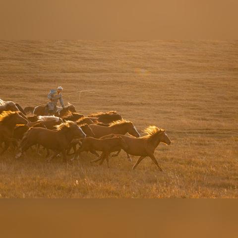 马生肖运势解释详细(马的生肖运势)