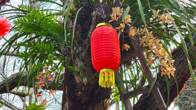 植树节怎么过