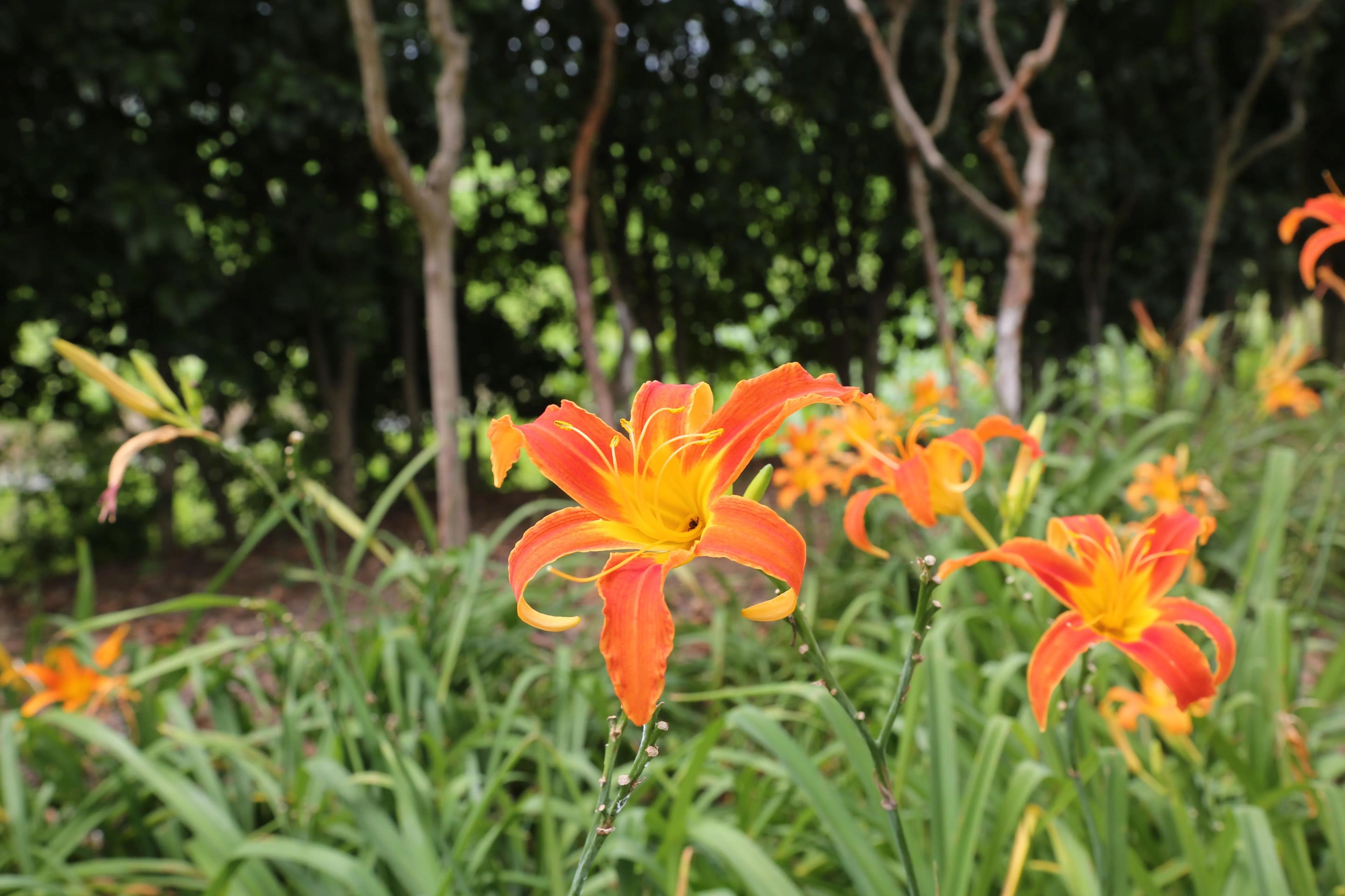 红花石蒜花语,龙爪开花寓意着什么?