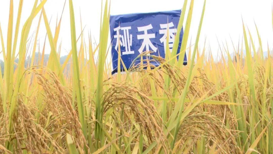 新干有什么美食（在农村你身边发大财的人都是做什么的）