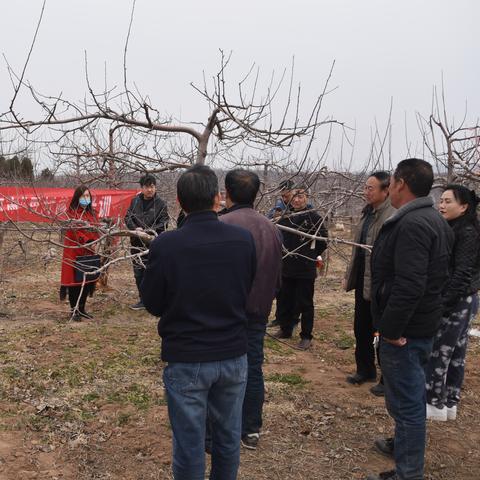 在河南可种什么果树