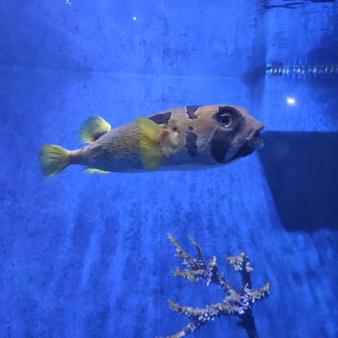 厦门海底世界推荐理由的相关长尾关键词有哪些