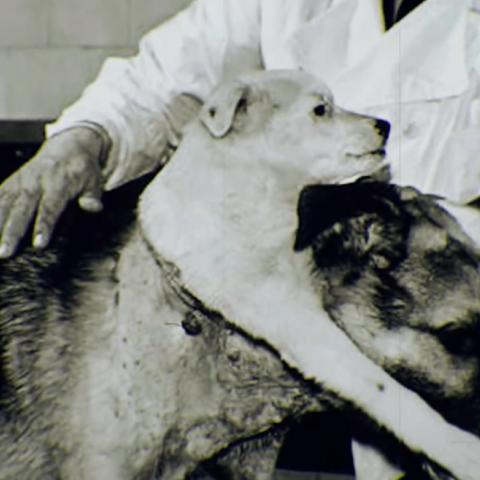 【可怕的双头狗,双头狗实验是真的吗】