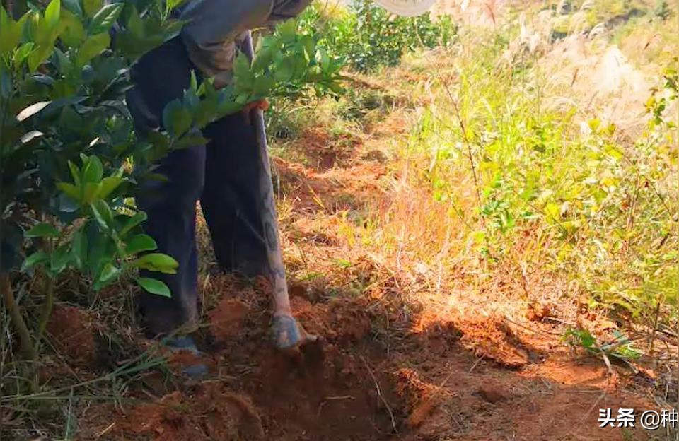 400畝柑橘種植手藝_柑子辦理手藝