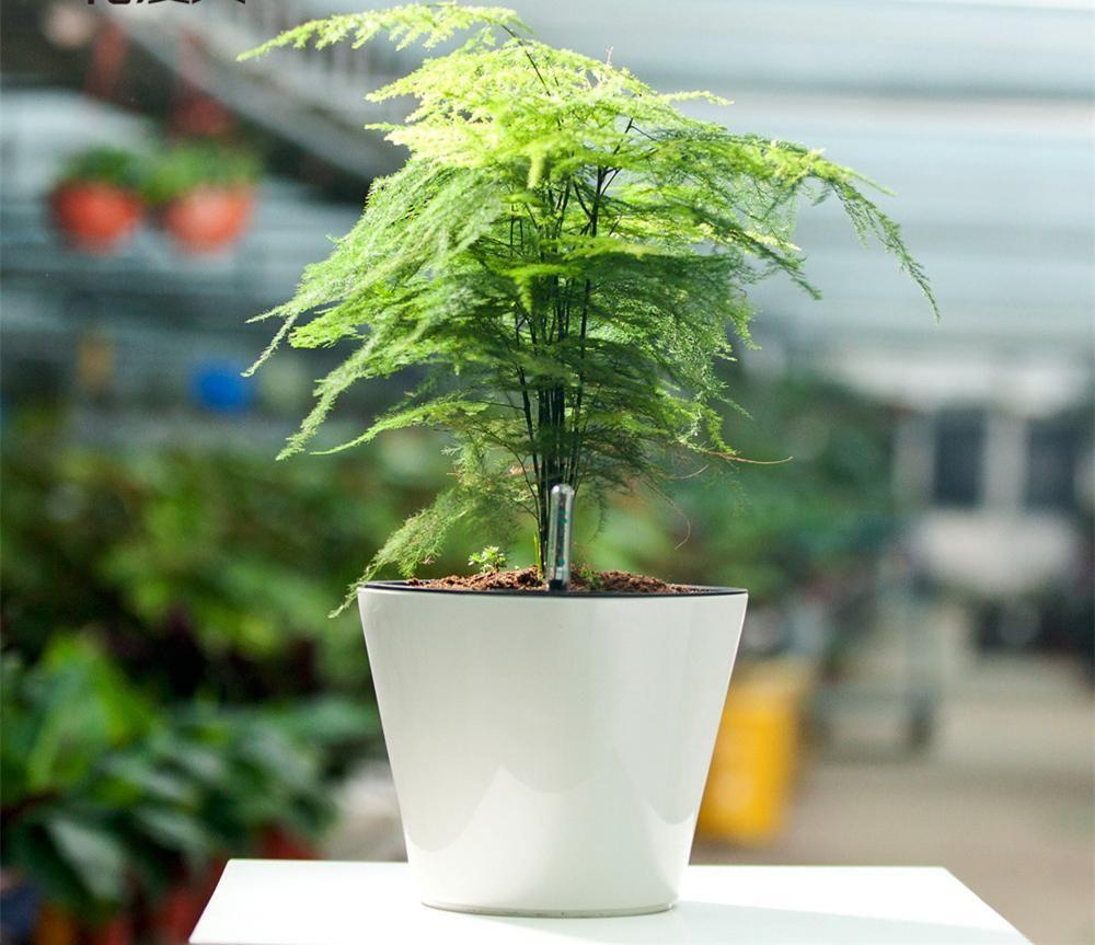 客厅放花风水_沙发墙对门口放什么植物