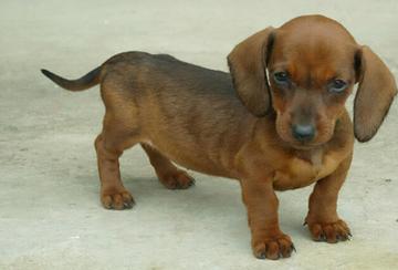 短毛腊肠犬（短毛腊肠犬多少钱一只）-豁天游|活田酉 一个专门分享有趣的信息，激发人们的求知欲。