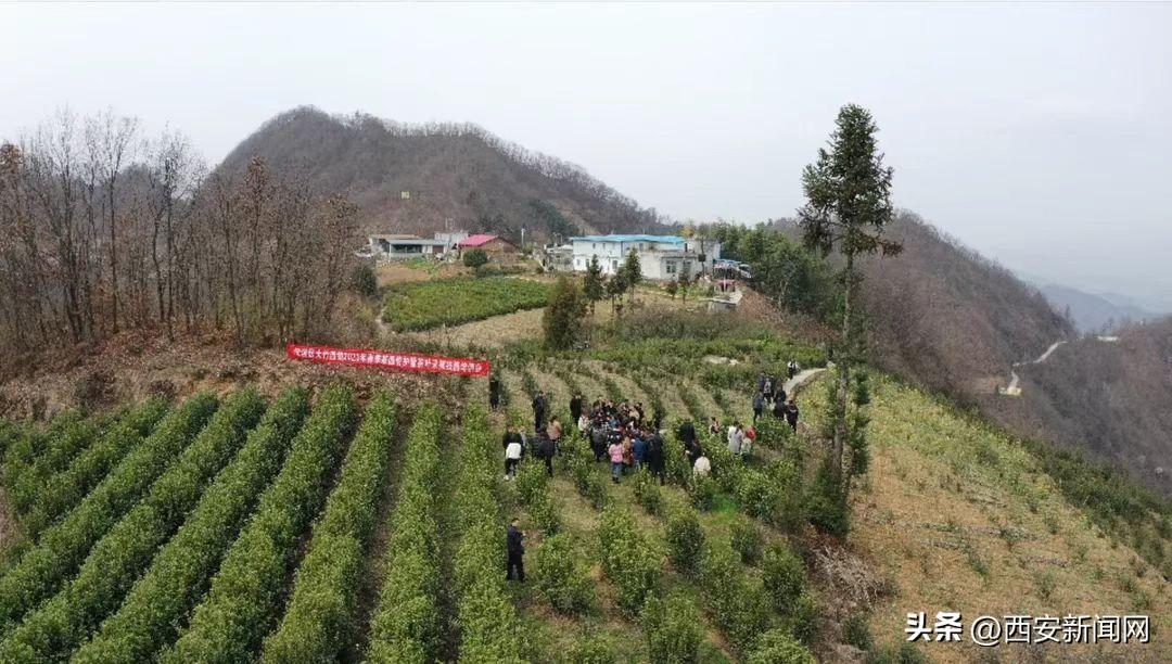 陽(yáng)春柑橘種植手藝價(jià)格_九里香進(jìn)入四月為什么只要老葉不見長(zhǎng)新葉芽