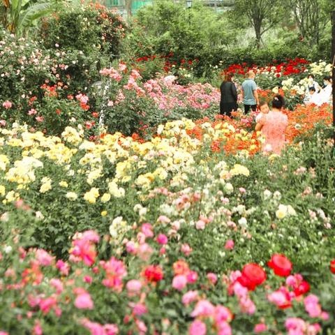 成都市内玫瑰园在哪里啊