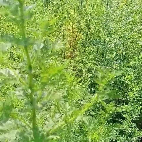 捂酱豆发热后要热几天？