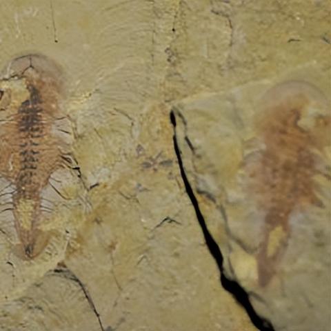 小姐网盘资源1080p的长尾关键词有什么