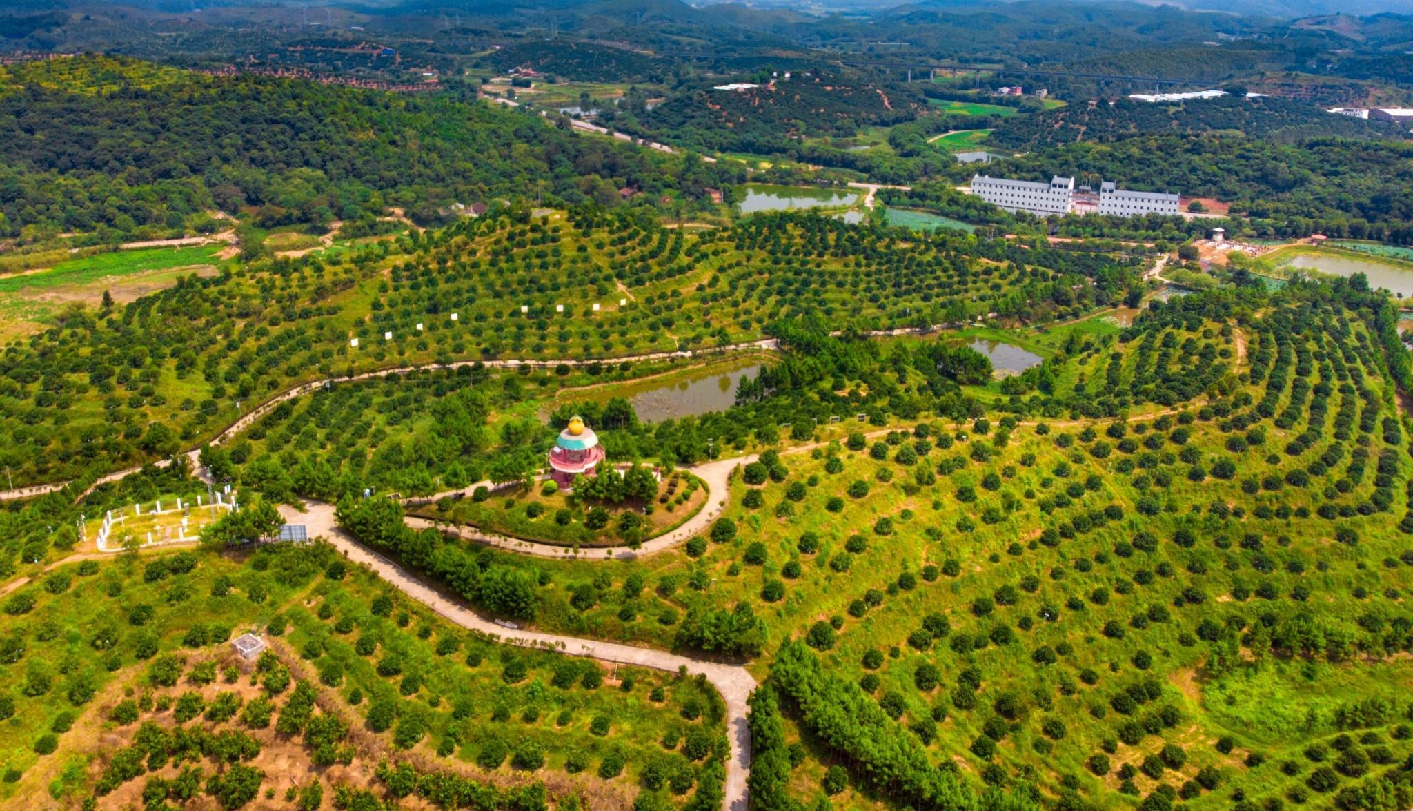 南雄柑橘種植手藝要點(diǎn)_廣州深圳去韶關(guān)旅游更好選擇如何的出行體例