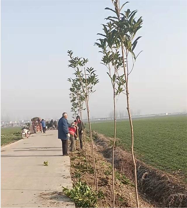 40年桂花树价格多少,桂花亩产利润?