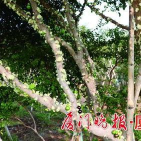 厦门采摘园葡萄的相关长尾关键词有哪些