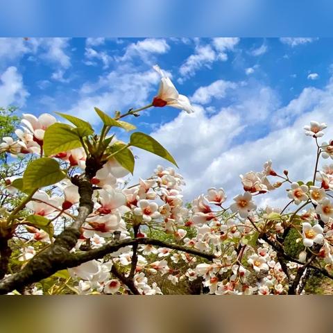 成都市区哪里有花