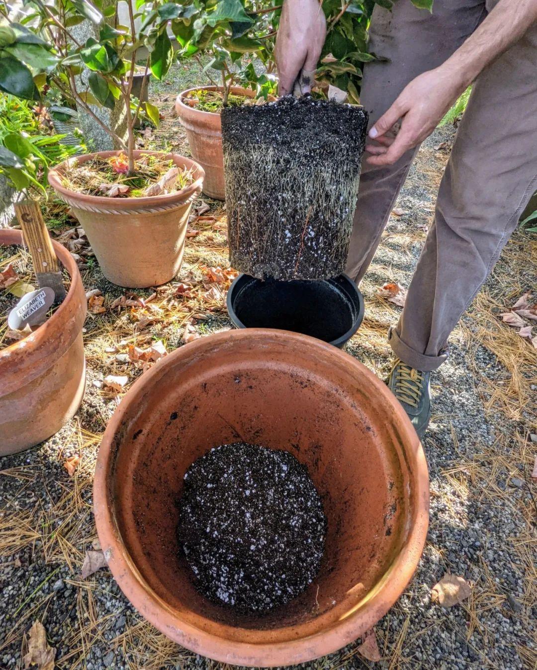 盆栽茶花为何叶子卷了花苞不开,山茶花可以插花瓶吗?