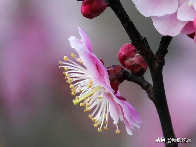 惊蛰节气祝福语大全