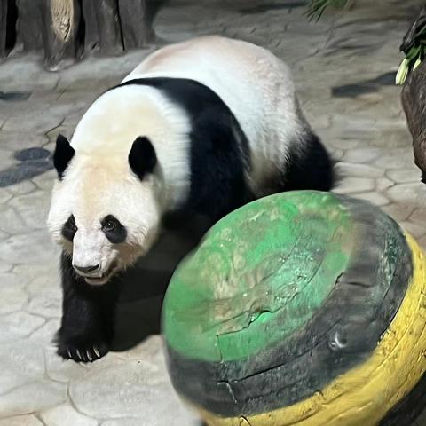 怎么去南宁市动物园