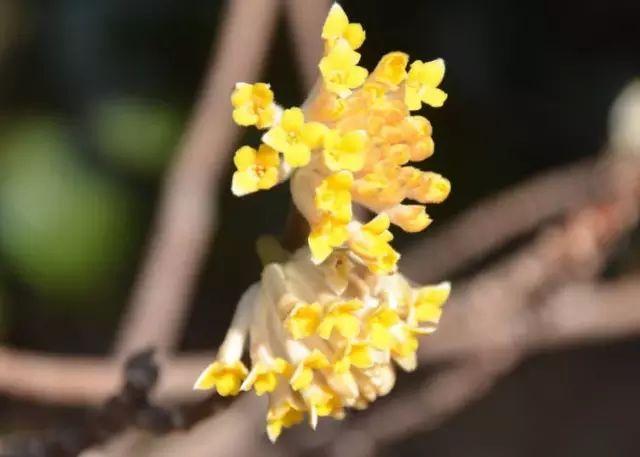 结香花有毒吗,结香花茶怎么制作?