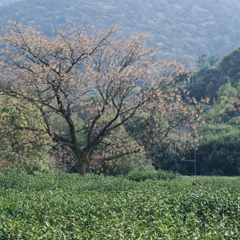 苏州市云平台哪个品牌好