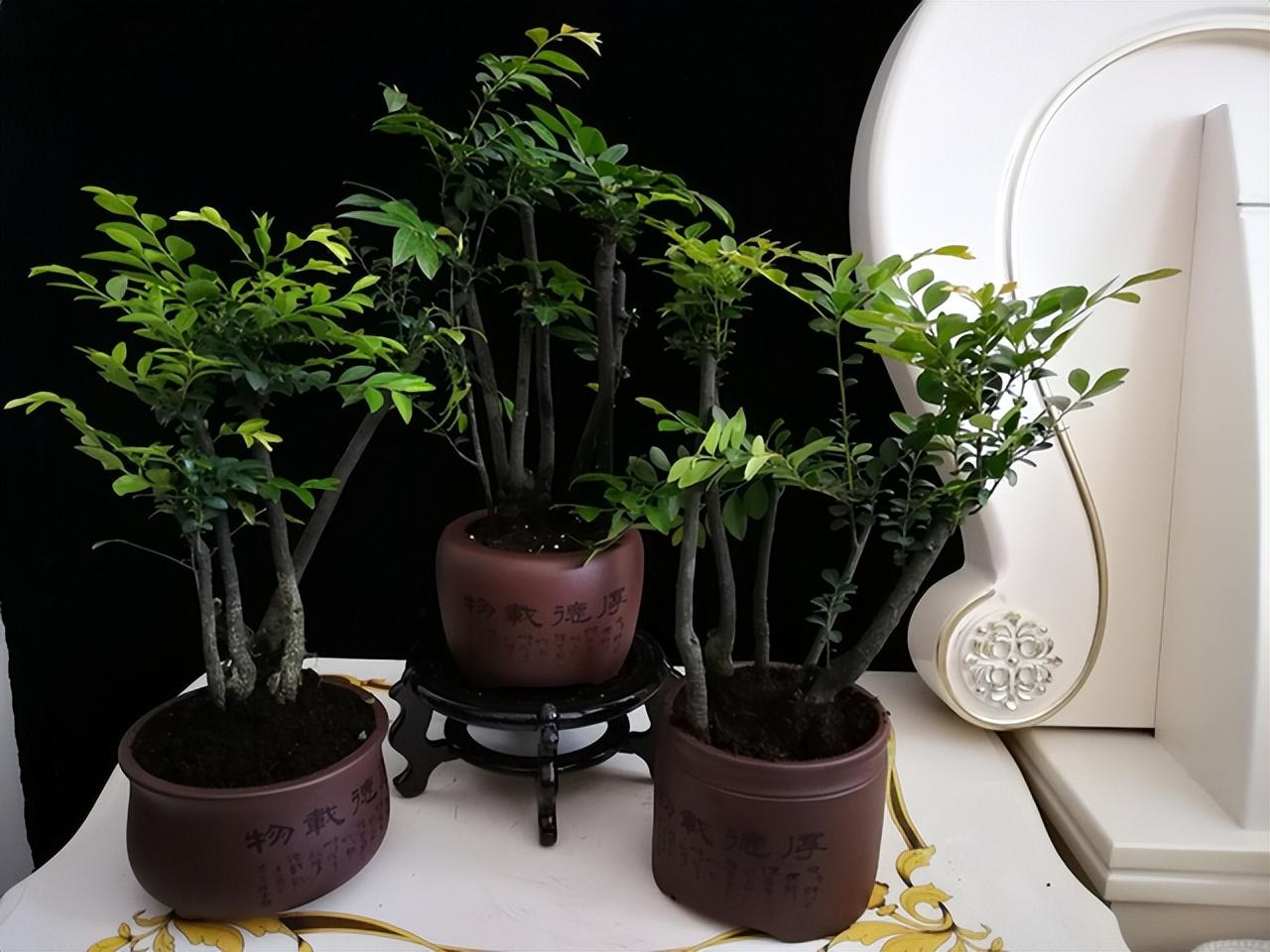 1,小叶紫檀树的叶子有啥功效,十大盆景名贵树种排名?