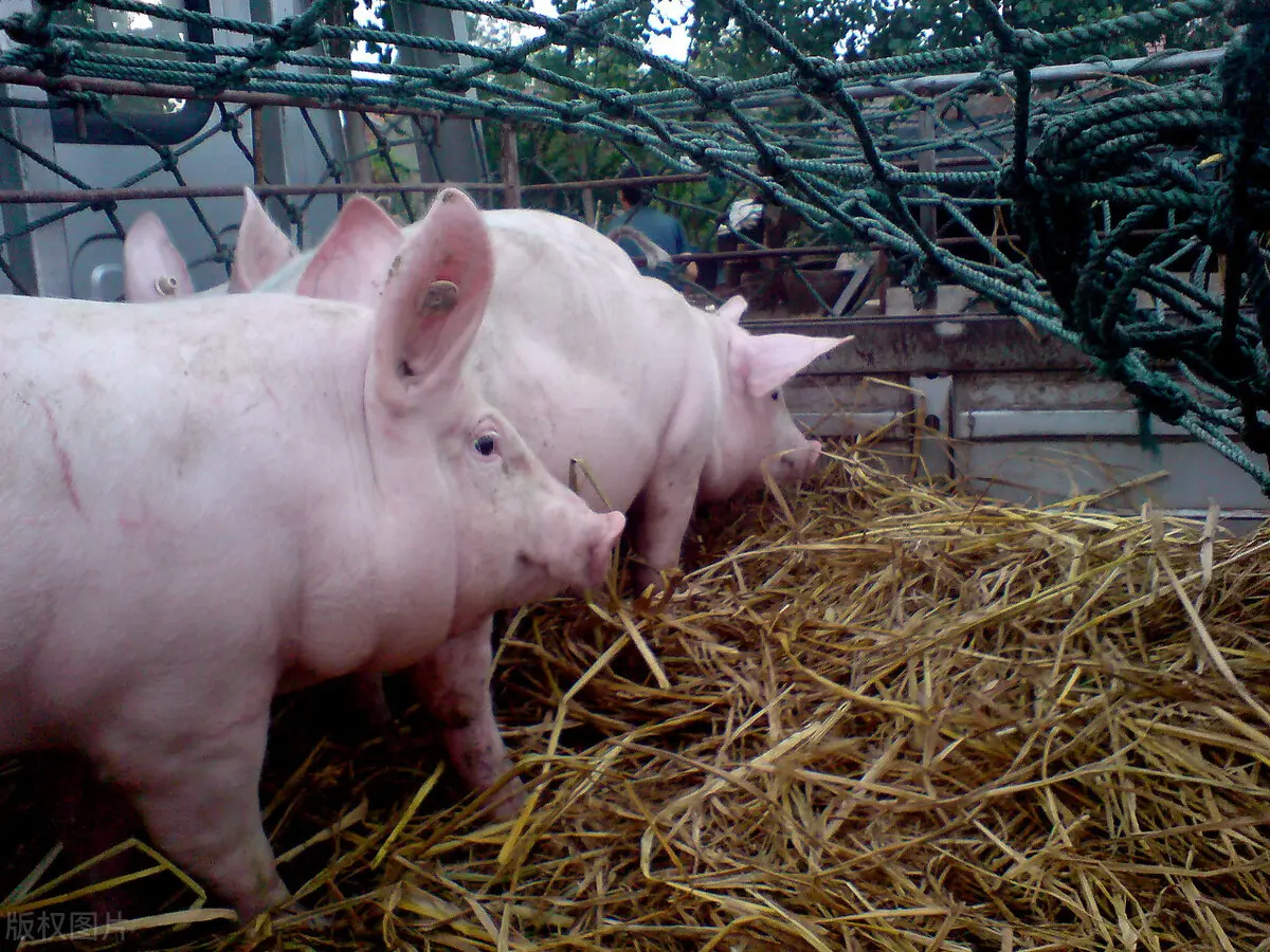 加不起92号汽油怎么回事 加不起92号汽油怎么办