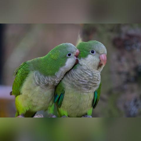 重庆大学配对活动的长尾关键词有哪些