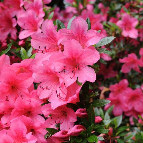 10 长沙的市花是什么？