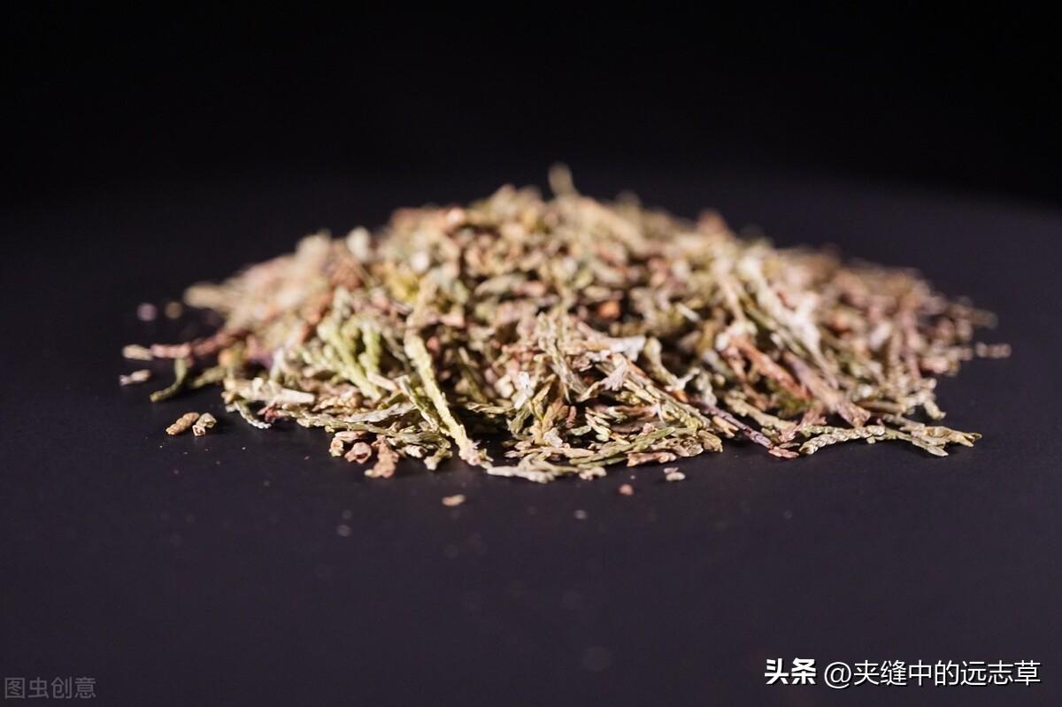 侧柏叶治疗脱发怎么用,侧柏叶泡酒能让白头变黑吗?