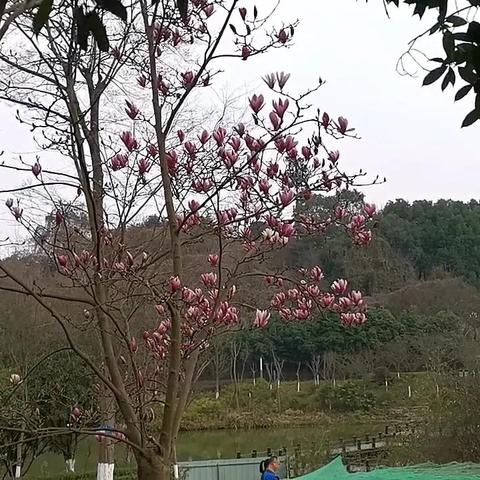 沈阳南湖公园的玉兰花开了吗？