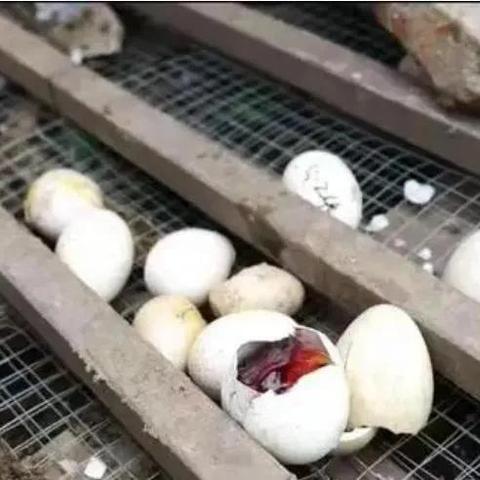 合肥市野生动物有哪些