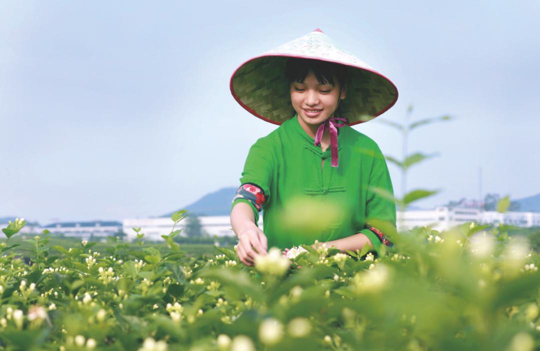 天香柑橘的種植手藝_柑橘都有哪些好的品種