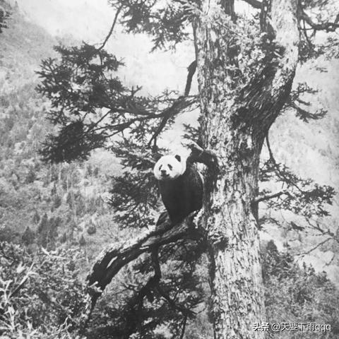 福建的游神什么神最大